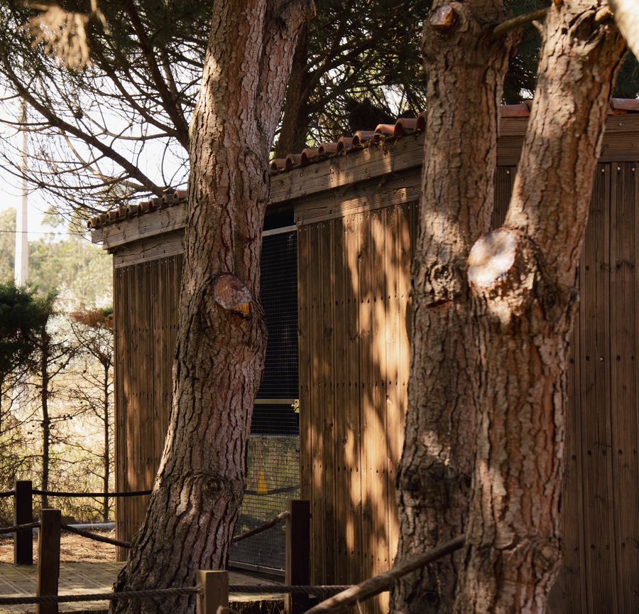 Salgado's Pine Garden — espaço de eventos em São Martinho do Porto 29