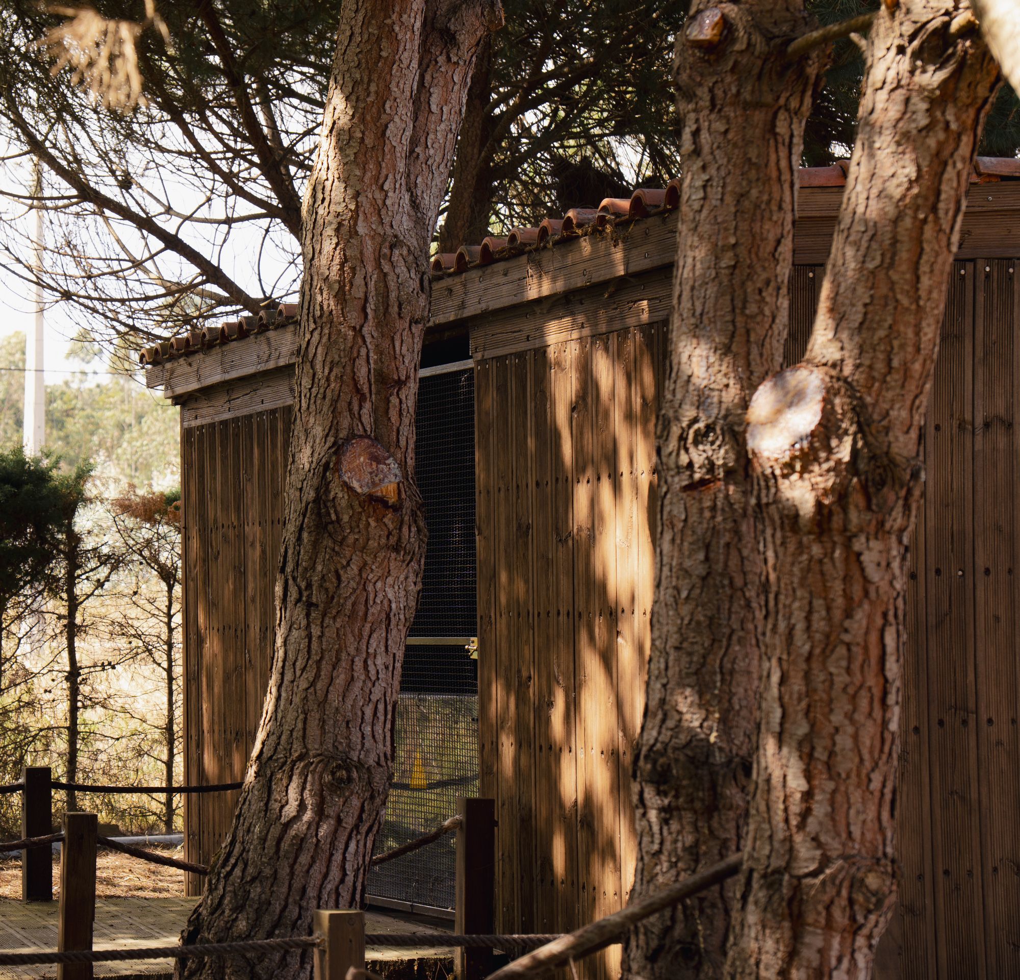 Salgado's Pine Garden — espaço de eventos em São Martinho do Porto 1